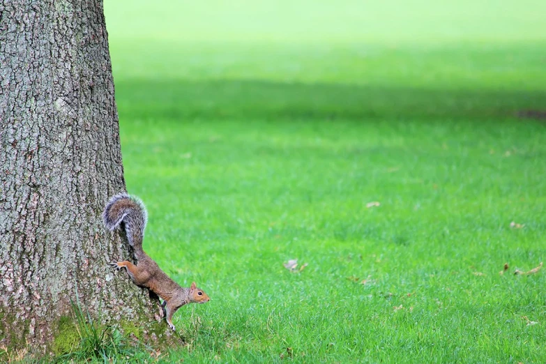 squirrels playing by the bark of a tree in the grass