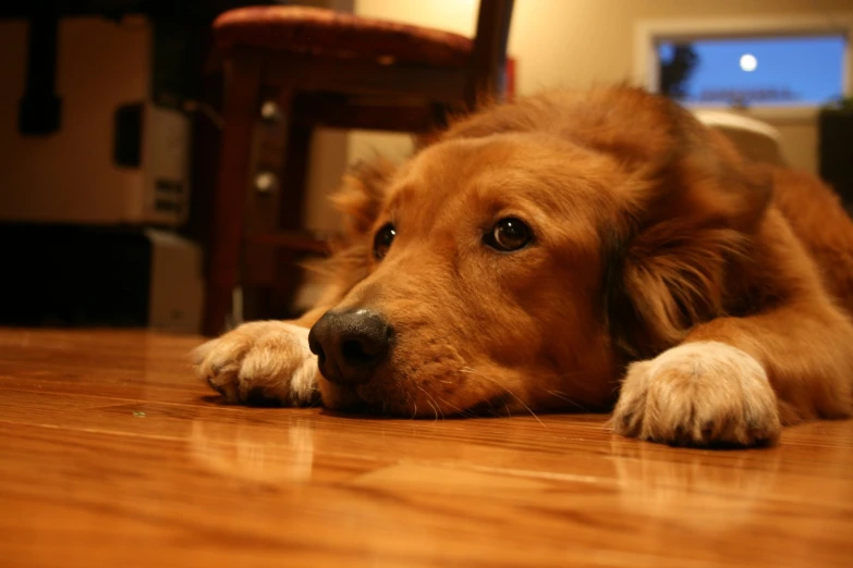 the dog is lying down on the wooden floor