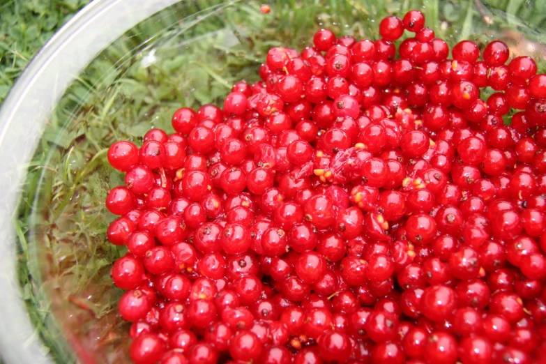 close up of an unripe cluster of berry berries