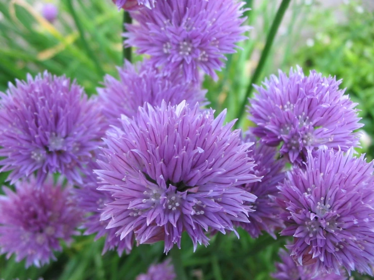 a bouquet of pretty purple flowers growing next to each other