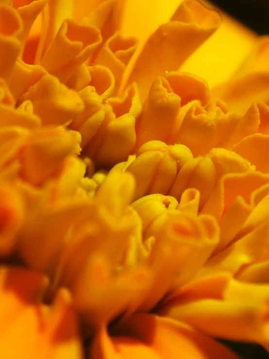 the center of a flower is made up of yellow petals