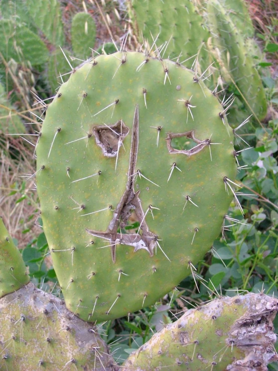 a cactus with spikes in its face on a sunny day