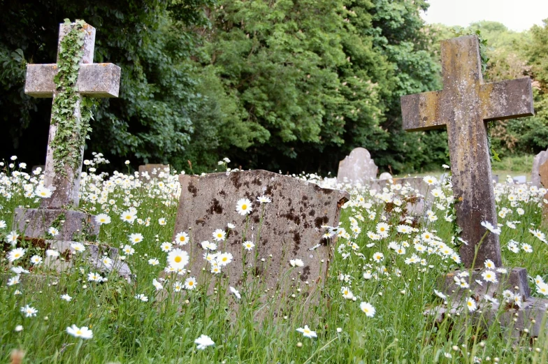 a cemetery with crosses in grass, daisies and trees