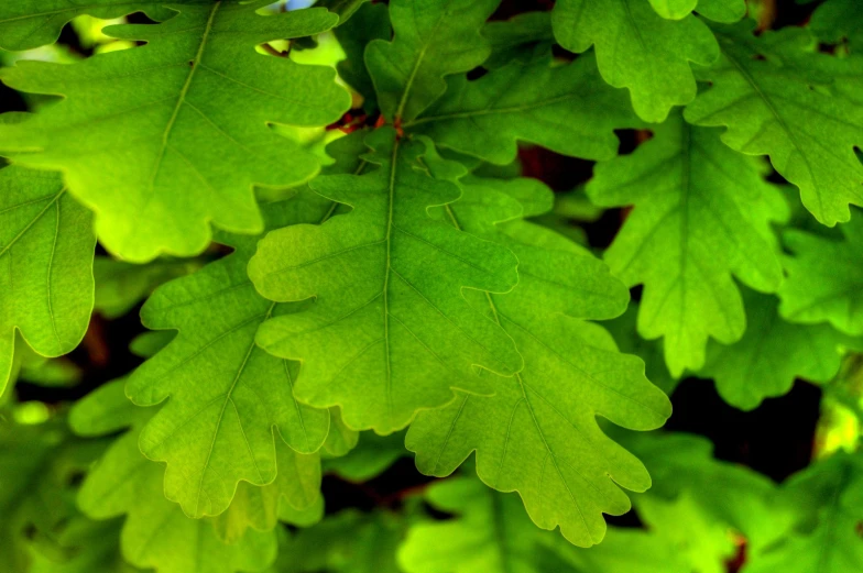 a close up of green leaves in the forest