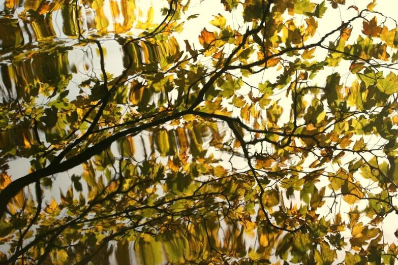 a leafy nch reflects in the water at dawn