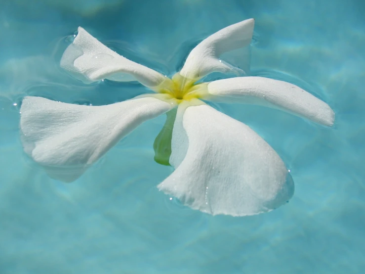 a flower in water that is just starting to bloom
