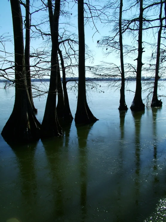 a couple of trees sitting in the middle of a frozen lake