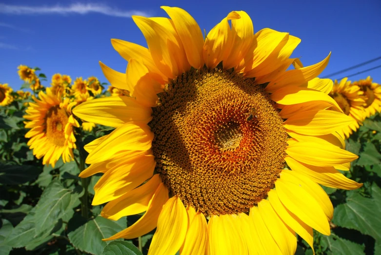 a bright yellow sunflower blooming in a sunny meadow