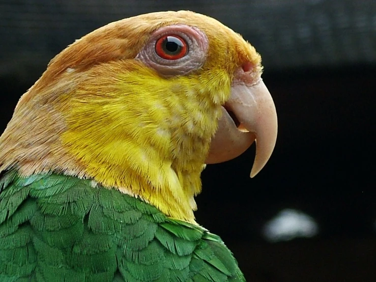 a parrot with bright orange beak and head looking into the distance