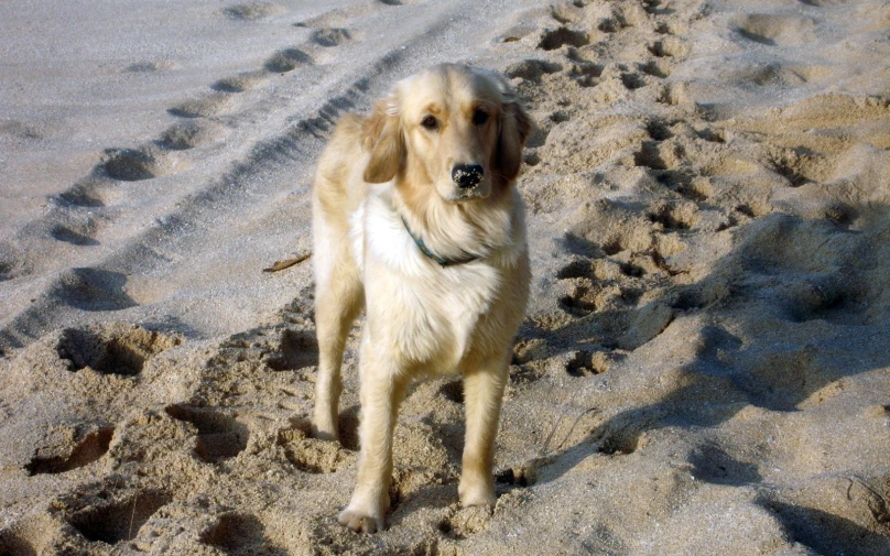 a dog standing in the middle of sand with its paw prints on it