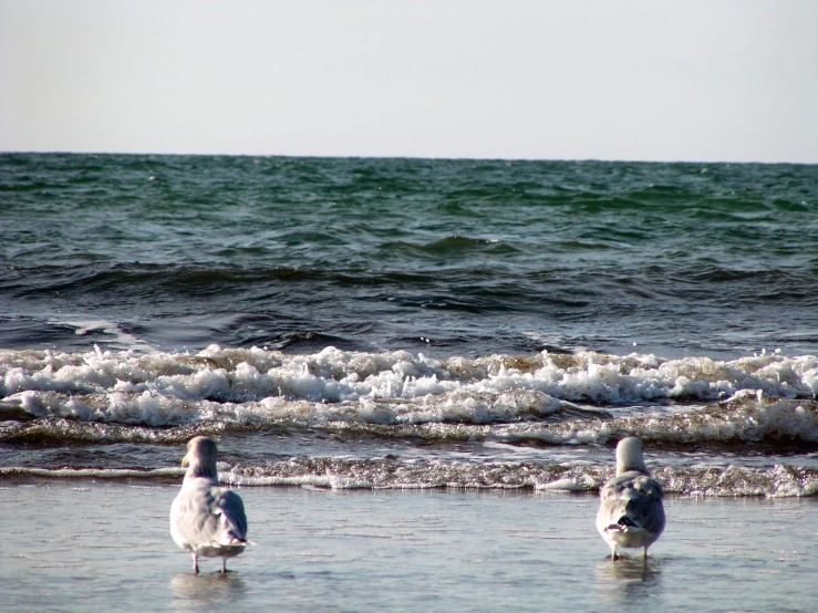 three birds standing on a beach next to the ocean