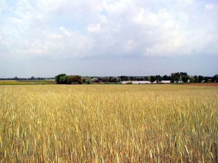 a yellow grass field and clouds are in the distance