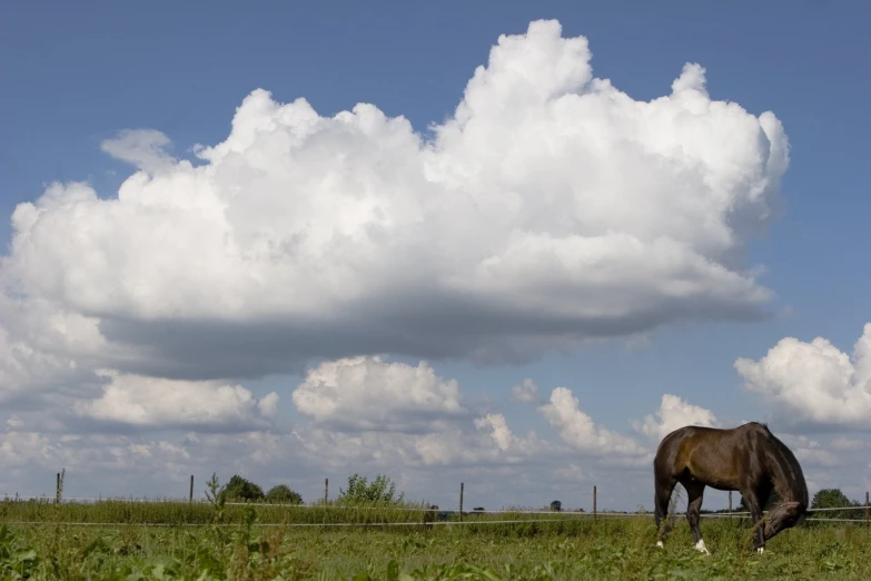 a horse grazing in a field next to a fence