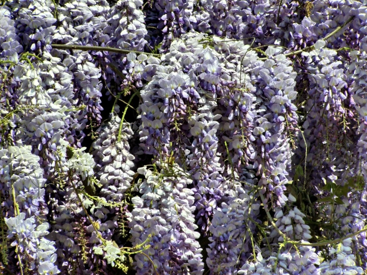 flowers with a lot of purple colors on it