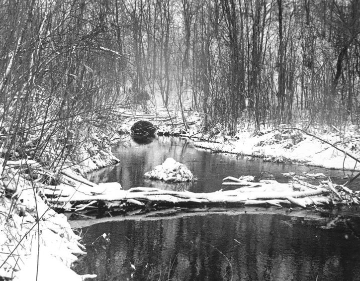 an image of black and white scene of snow in a forest