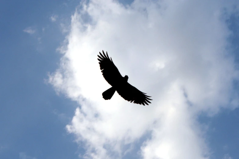 a large bird flying across a cloudy blue sky