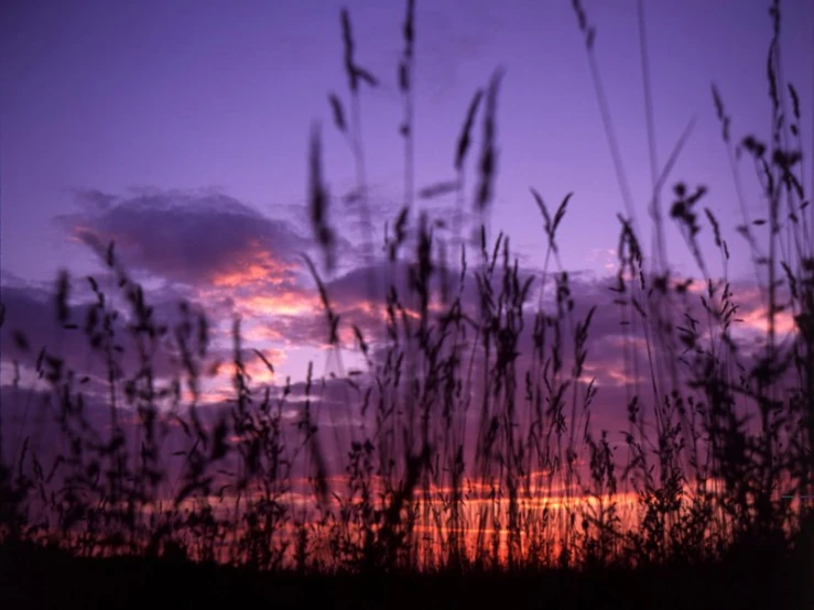 the sunset has been set behind some grass