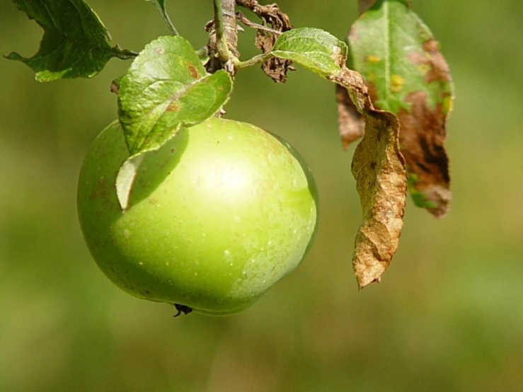 an apple with leaves hanging from a tree