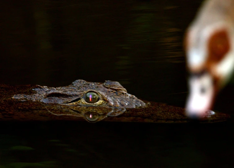 a close - up of the face of a alligator, with a reflection of another one in the water