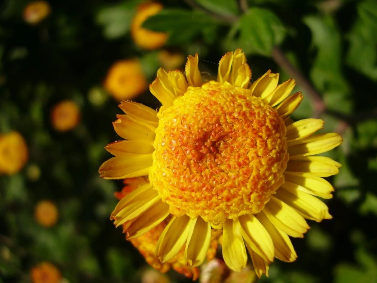 closeup po of a sunflower with other flowers in the background