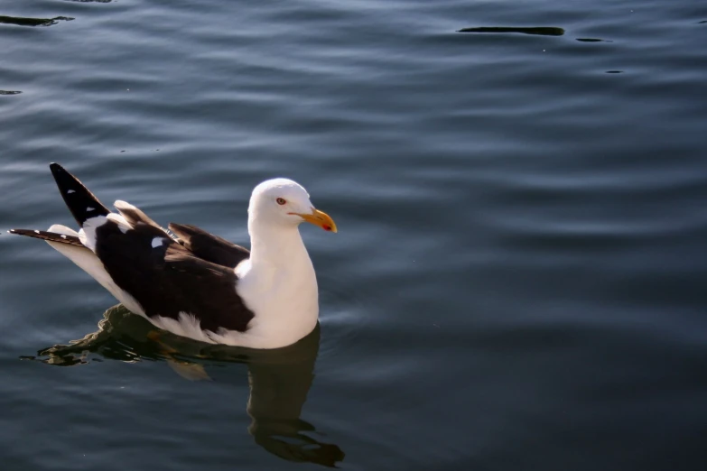 a duck is sitting on top of the water