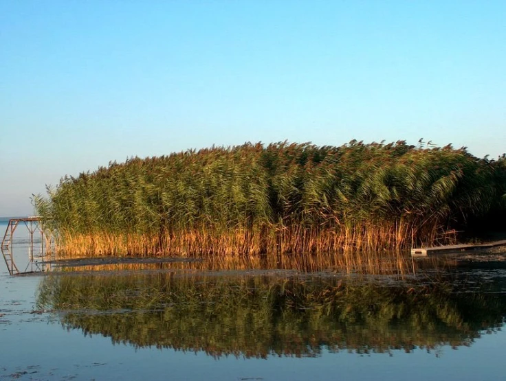 reeds growing in the river on a clear day