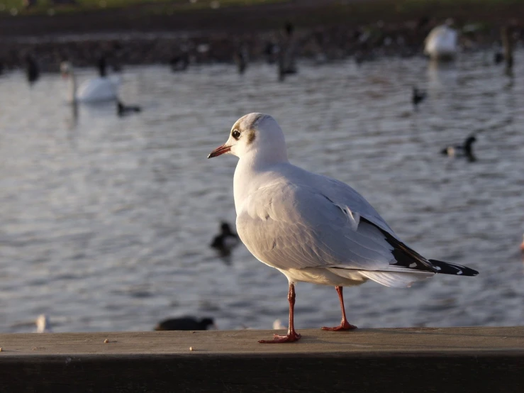 a seagull stands on a dock as others swim in the lake