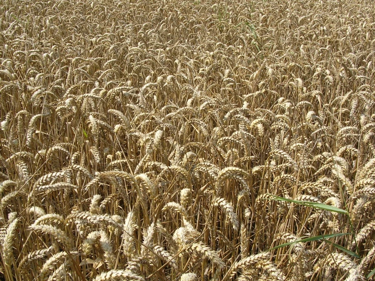 a field that is full of a bunch of wheat