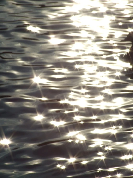 a duck floating in a body of water near the sun