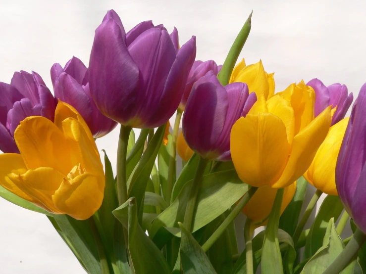 a close up of purple and yellow flowers