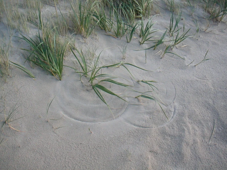 a small circular shape in the sand with grass