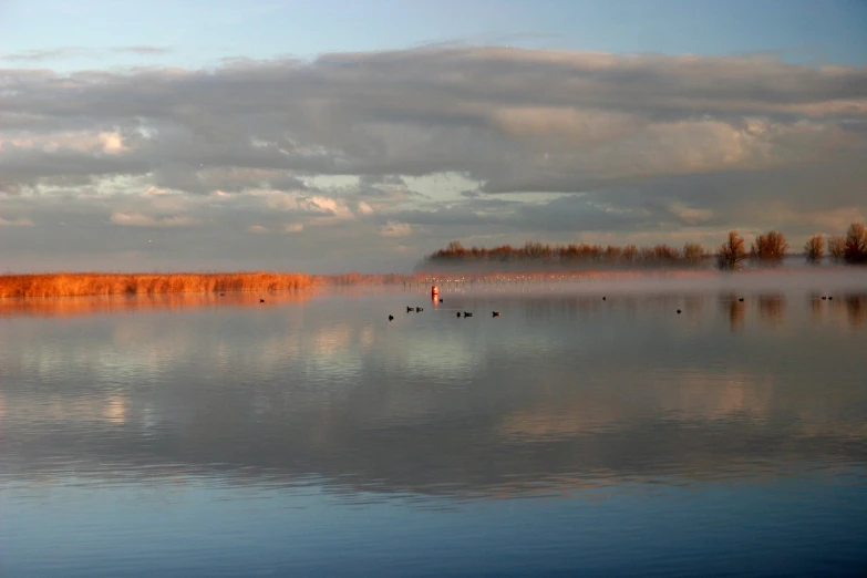 several birds swimming on a calm lake with mist hanging off the shore