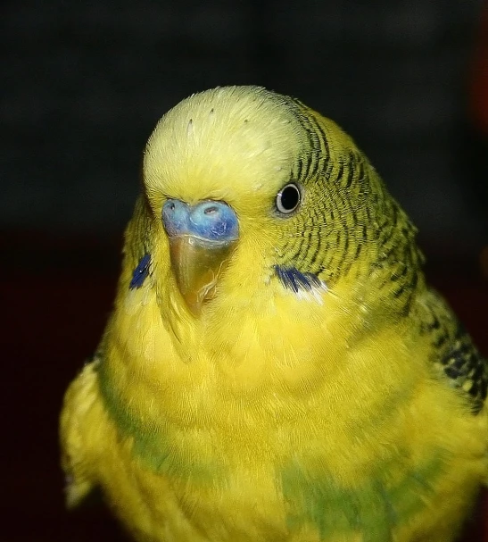 a small yellow parrot sitting on top of a wooden table
