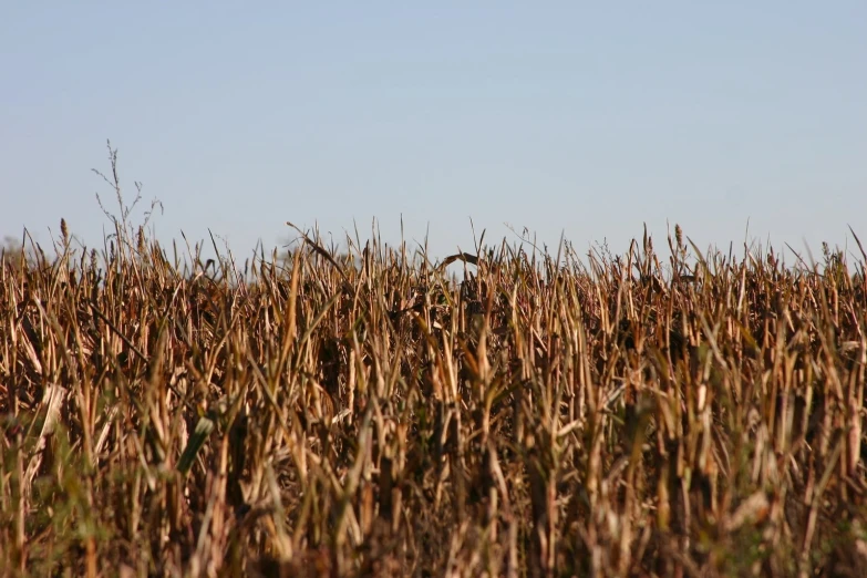 a field with some trees in the background