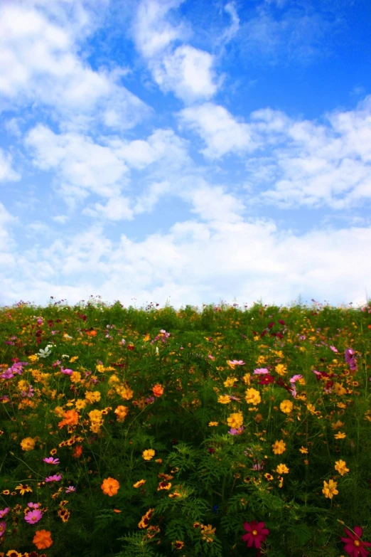 a big field full of different types of flowers
