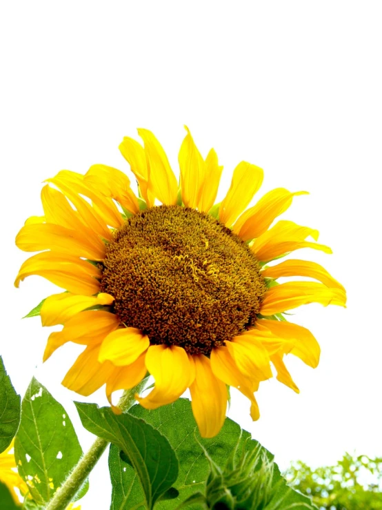 a large sunflower is in a field with green leaves