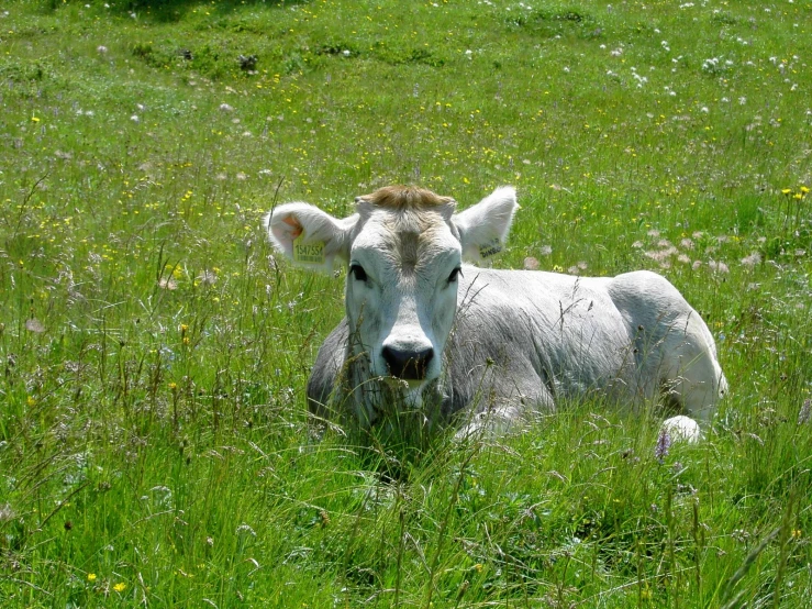 the cow is laying in the tall green grass