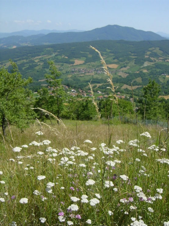 a field full of daisies with hills in the background