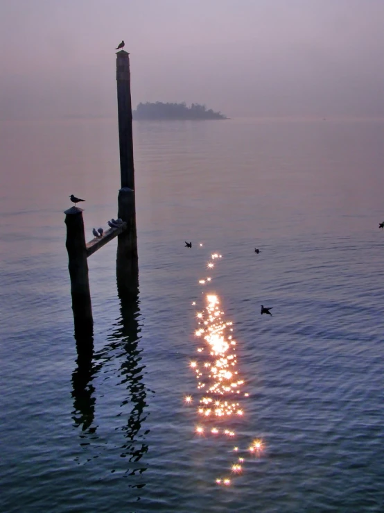 some birds are standing on poles near the water