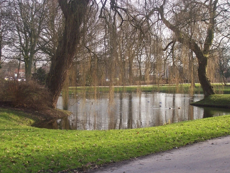 some ducks swimming in the pond in a park