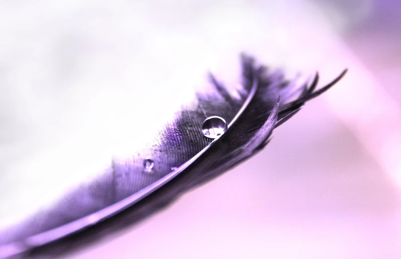 there is a feather and a drop of water that is on the top of it