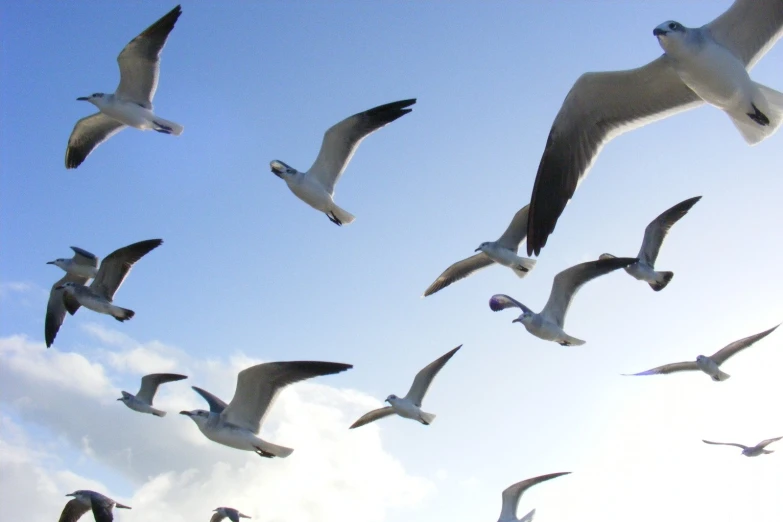 a large flock of birds are flying in the sky