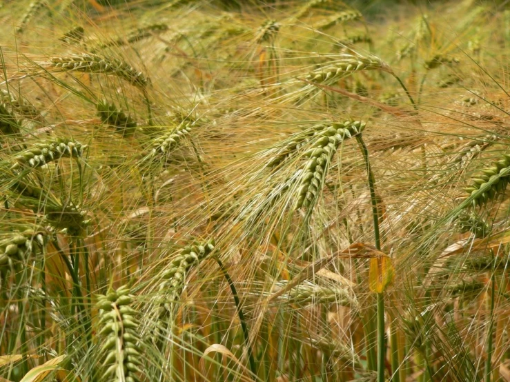 a large green wheatfield with lots of brown and yellow