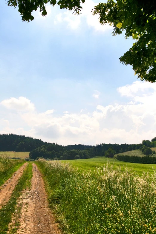 a dirt path going through some grass near trees