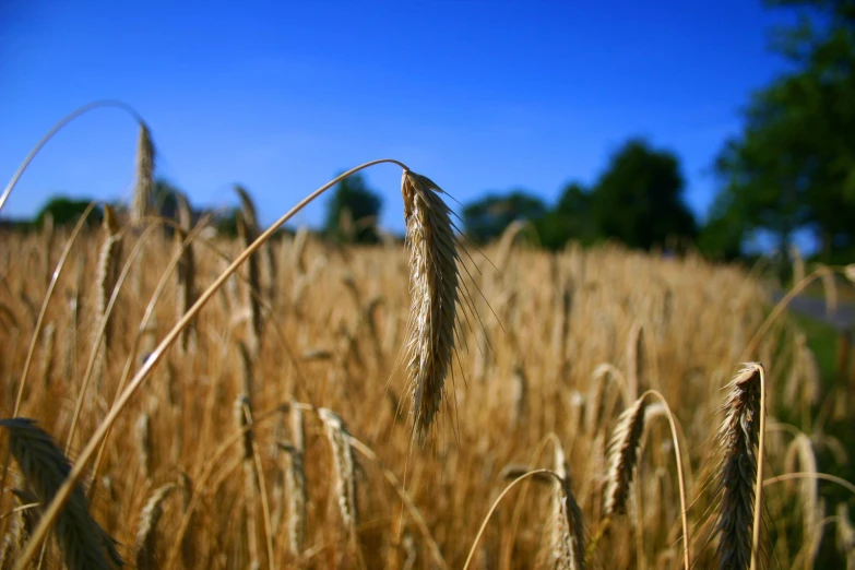 a field full of ripe wheat in the fall