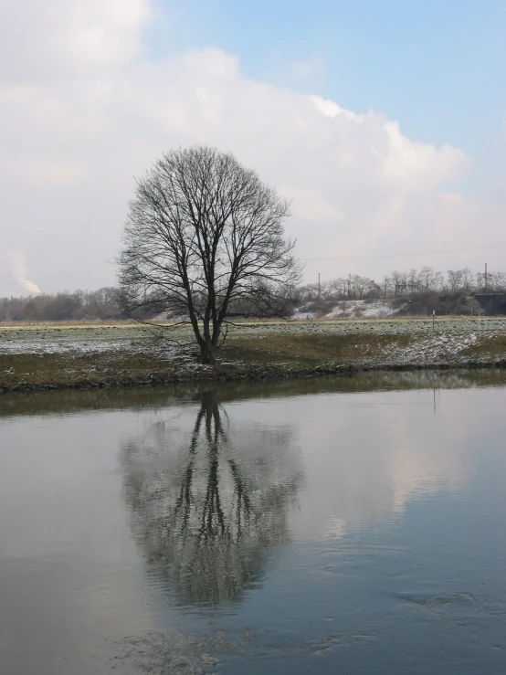 a tree reflected in water on a partly cloudy day