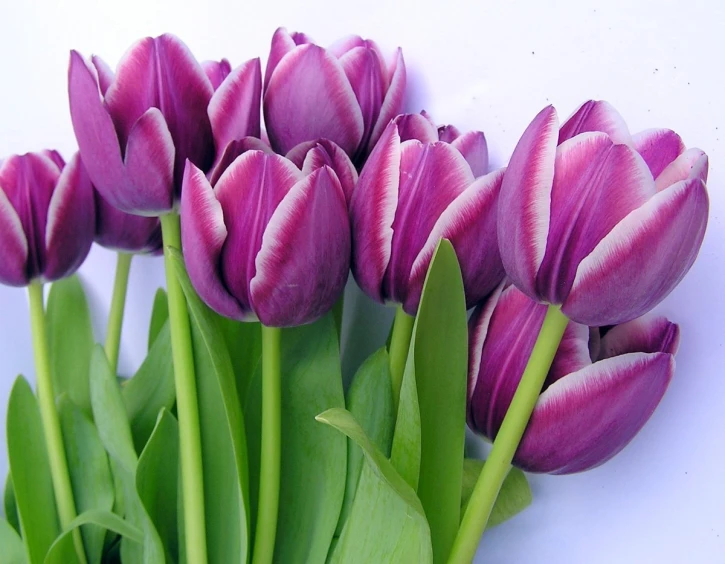 a bunch of purple tulips sitting on top of green leaves