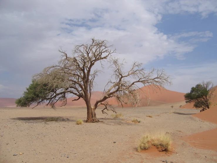 a lone tree is in the desert sand