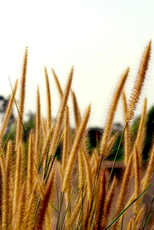 close up view of a bunch of tall brown grass