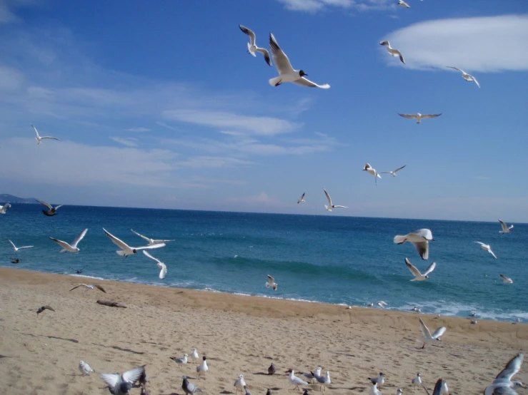 many seagulls are flying over a beach and the ocean